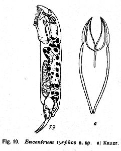 Wulfert, K (1936): Archiv für Hydrobiologie 30 p.427, fig.19
